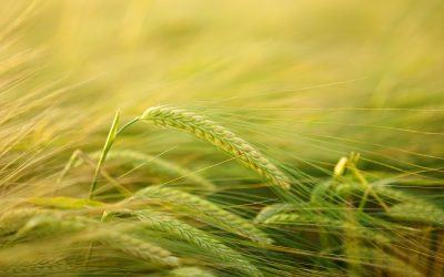 Nur noch wenige Wochen bis zum Erntedankfest 2018