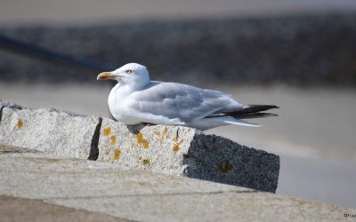 Stressbewältigung mit Achtsamkeit – beruflichem Stress gelassen begegnen