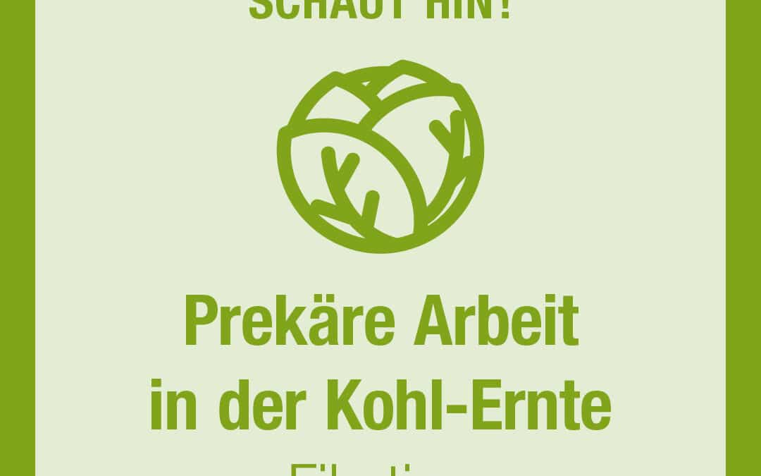 Prekäre Arbeit  in der Kohl-Ernte